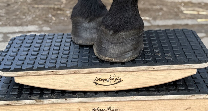 Pferd steht auf zwei Wiegen