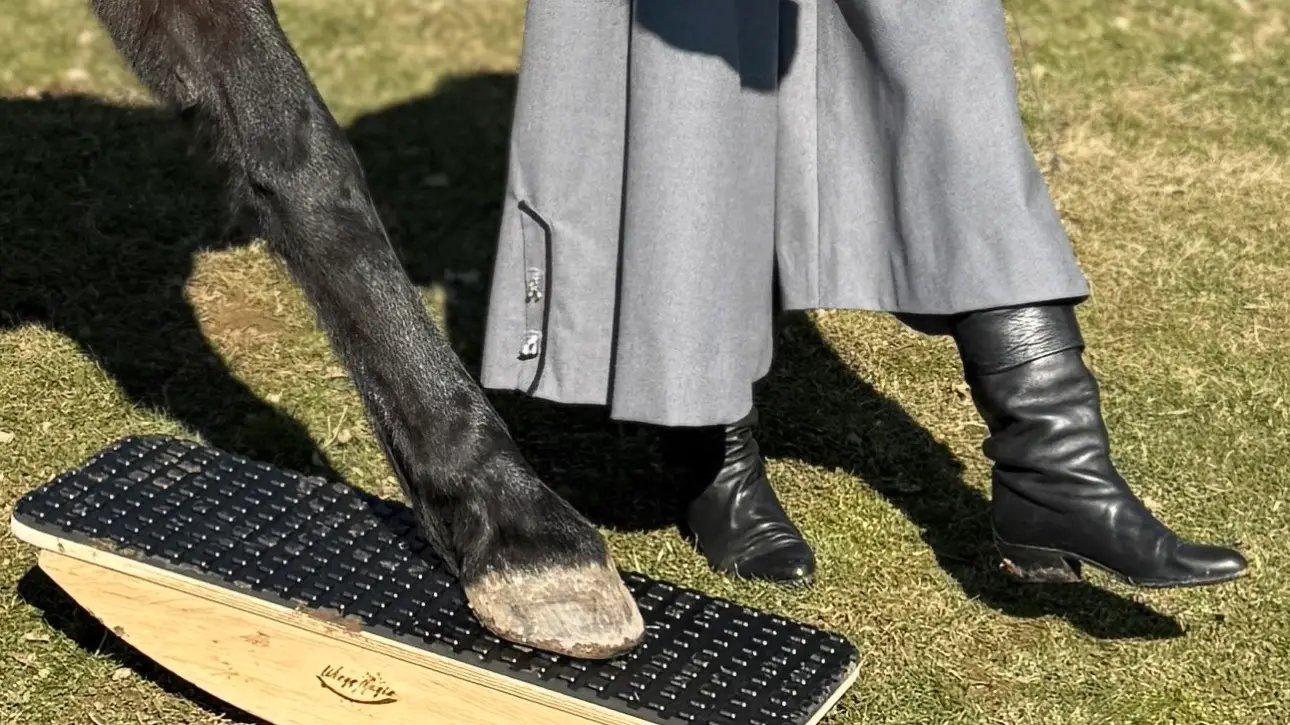 Waltraud Wolf übt auf der Wiege mit dem Pferd