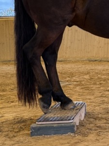 Die Pferdewiege in Aktion in Obernburg am Main