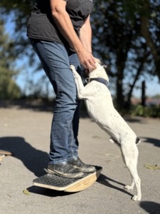 Auch die Hunde und Zweibeiner haben ihren Spaß