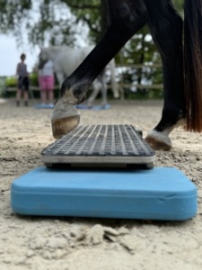 Pferdwiege im Einsatz in Wuppertal