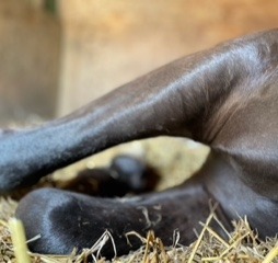 Webinar Verspannungen beim Pferd lösen