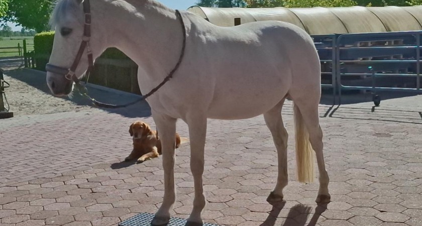 Durch Wippe zum entspannten Pony