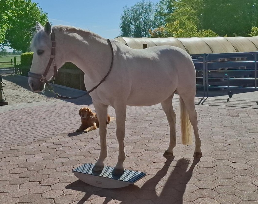 Durch Wippe zum entspannten Pony