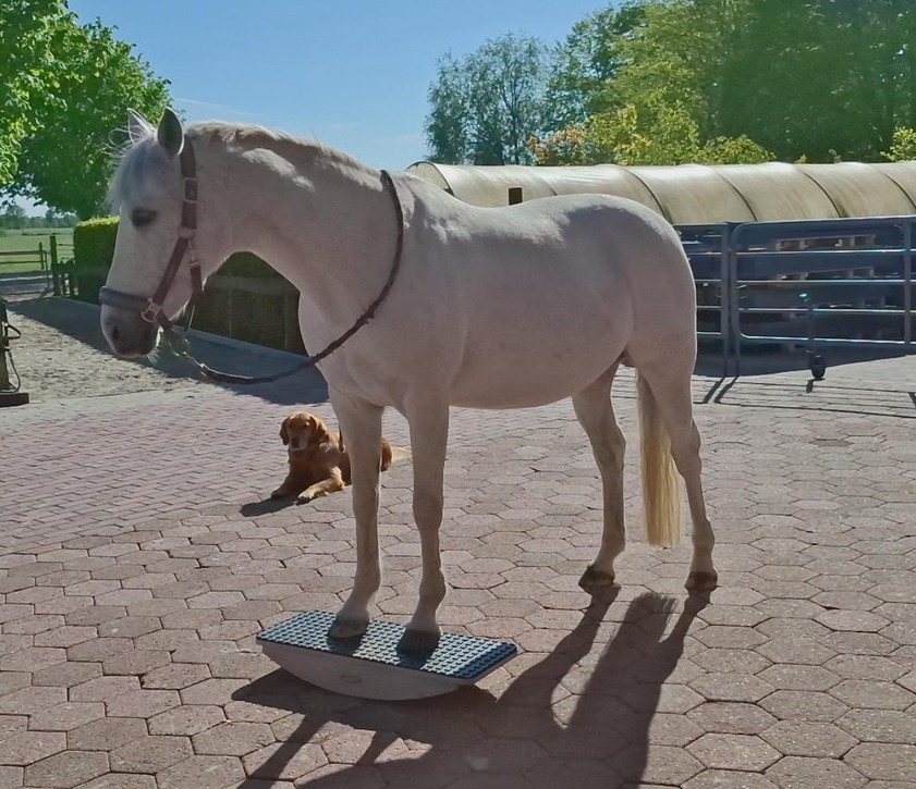 Durch Wippe zum entspannten Pony