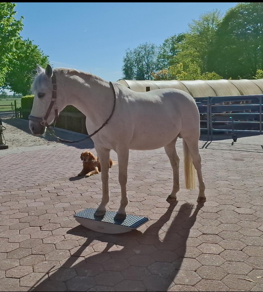 Durch Wippe zum entspannten Pony