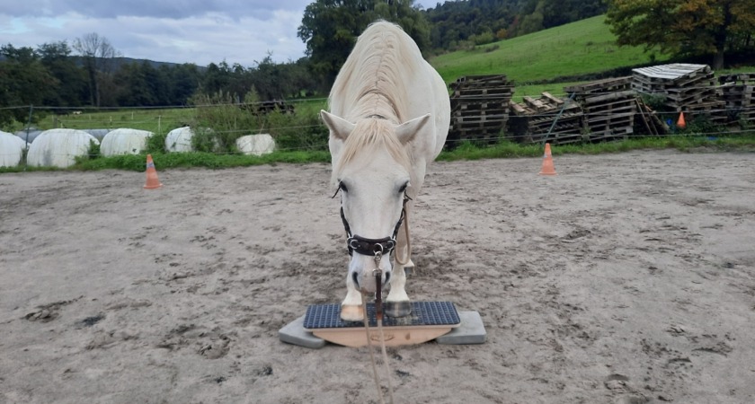 Wippe auf dem Longierplatz
