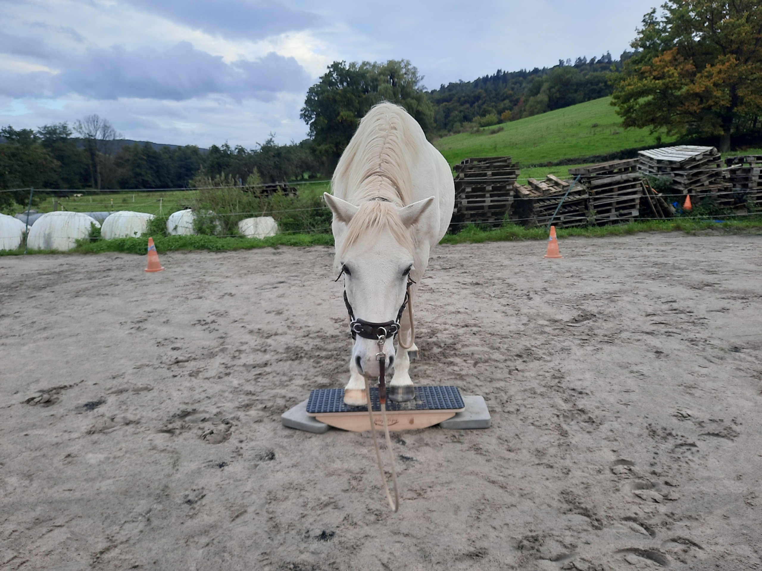 Wippe auf dem Longierplatz