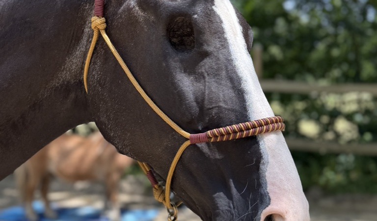 Pferdetraining für blinde oder einäugige Pferde