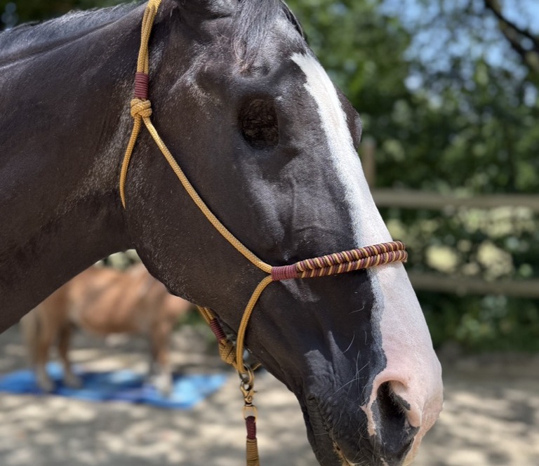 Pferdetraining für blinde oder einäugige Pferde