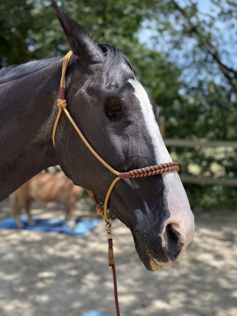 Pferdetraining für blinde oder einäugige Pferde