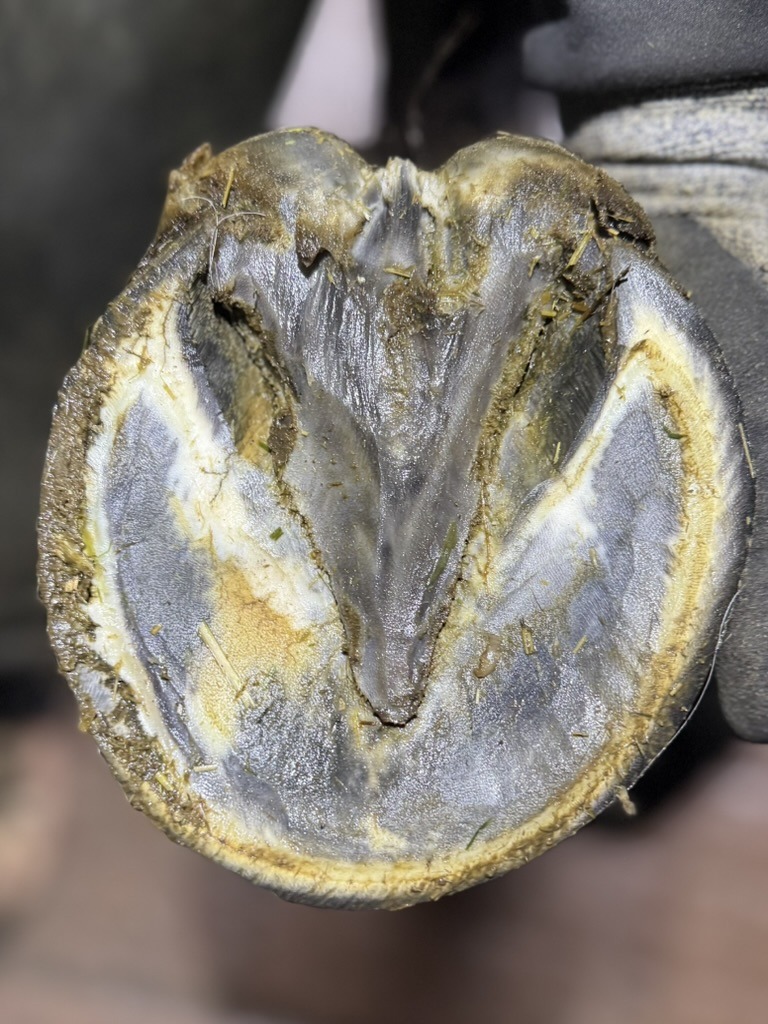 Verbesserte Hufe durch Pferdewippe