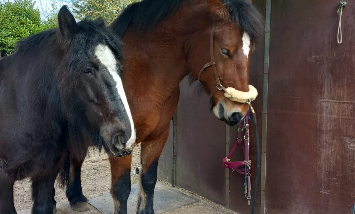Kaltblut auf der Pferdewippe