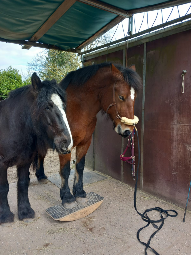 Kaltblut auf der Pferdewippe