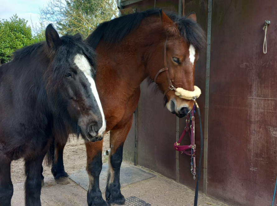 Kaltblut auf der Pferdewippe