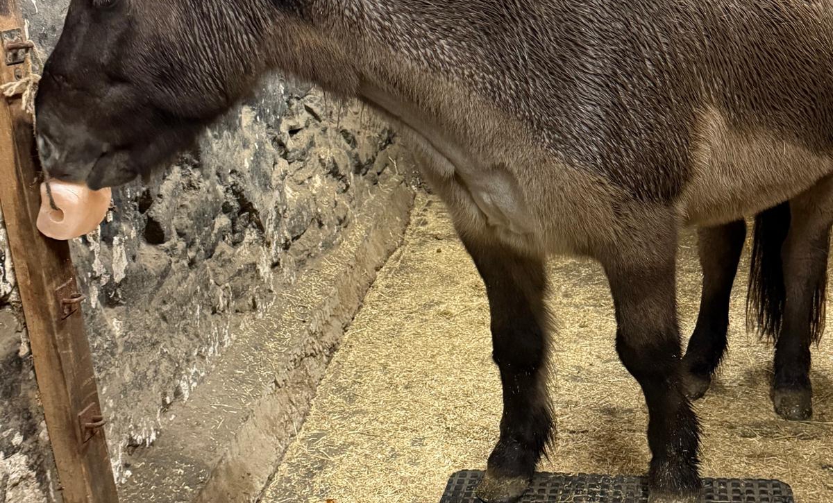 Erfahrung mit der Pferdewippe bei Isländern