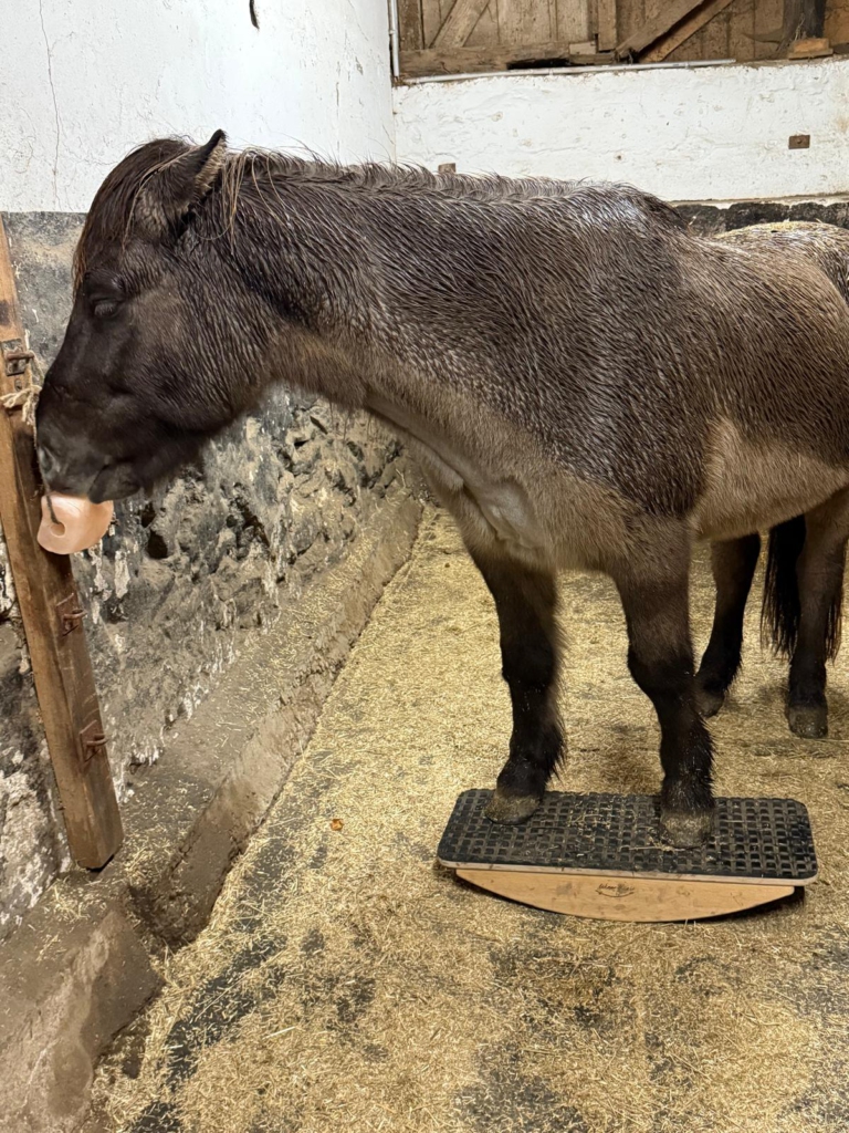 Erfahrung mit der Pferdewippe bei Isländern