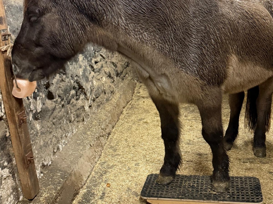 Erfahrung mit der Pferdewippe bei Isländern