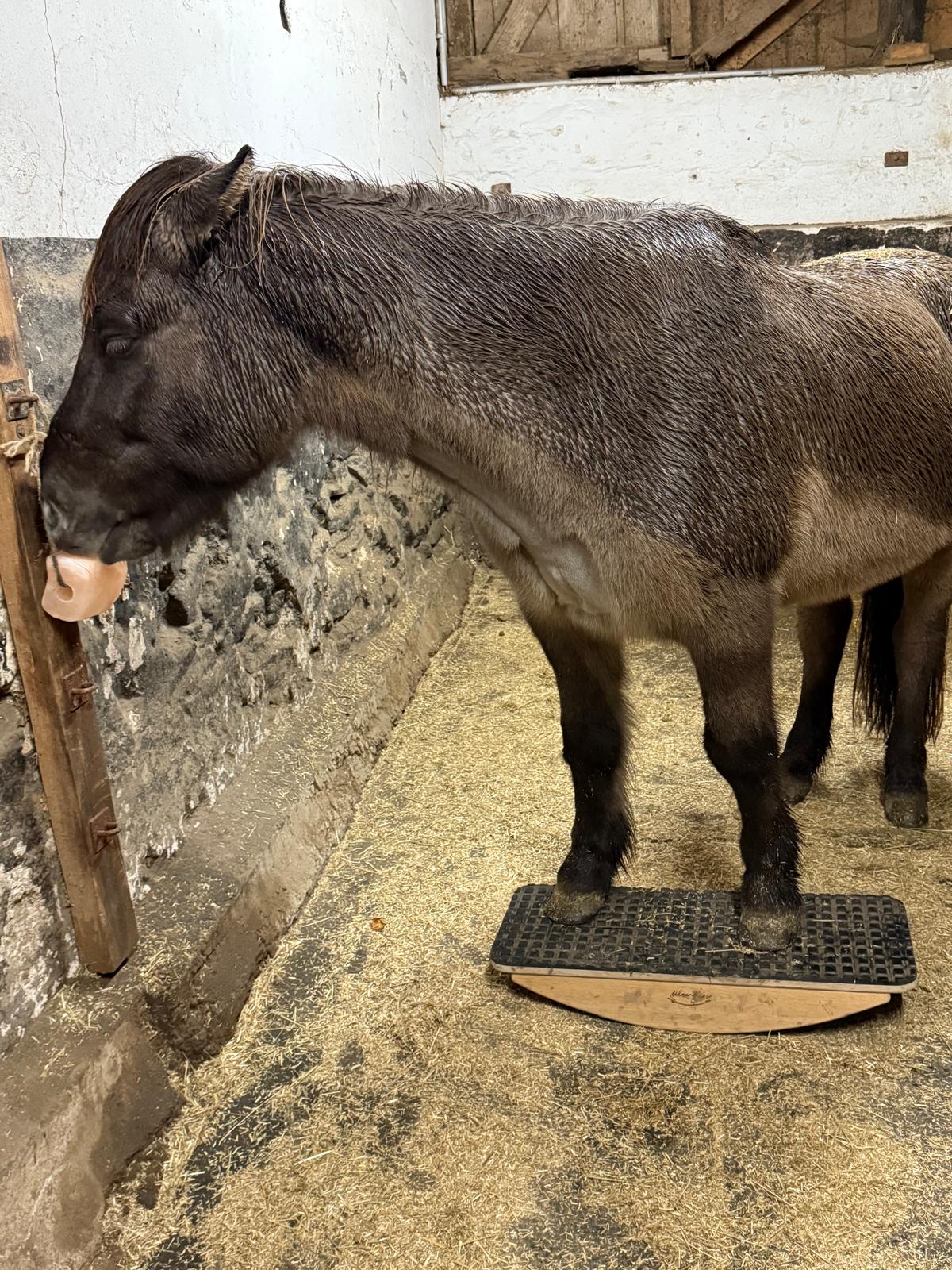 Erfahrung mit der Pferdewippe bei Isländern