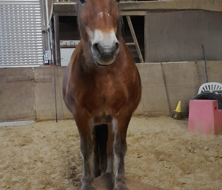 Beweglichkeit mit Pferdewippe verbessern