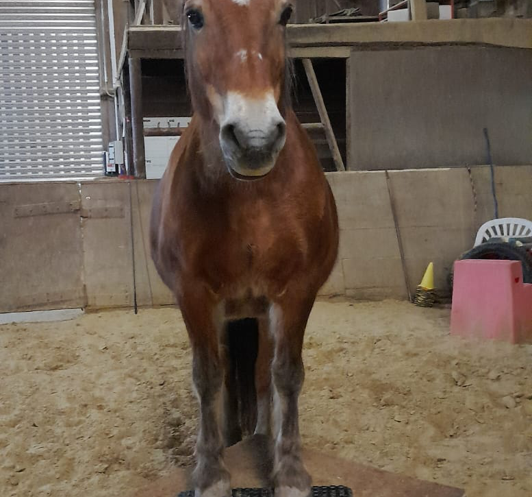 Beweglichkeit mit Pferdewippe verbessern