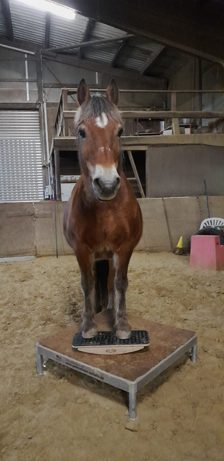 Beweglichkeit mit Pferdewippe verbessern