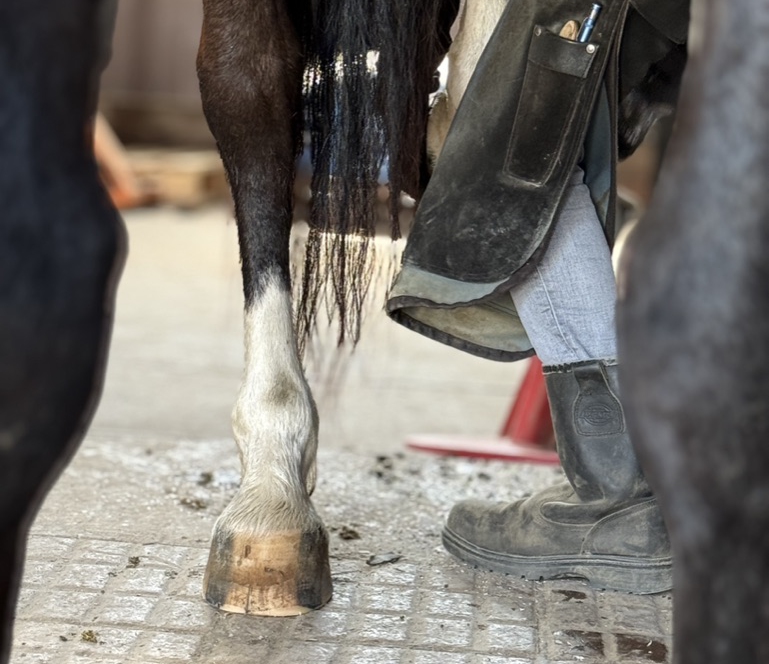 Positive Hufwentwicklung durch Pferdewippe bei Arenal