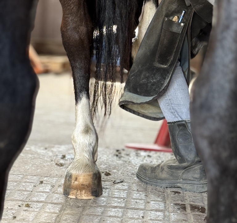 Positive Hufwentwicklung durch Pferdewippe bei Arenal