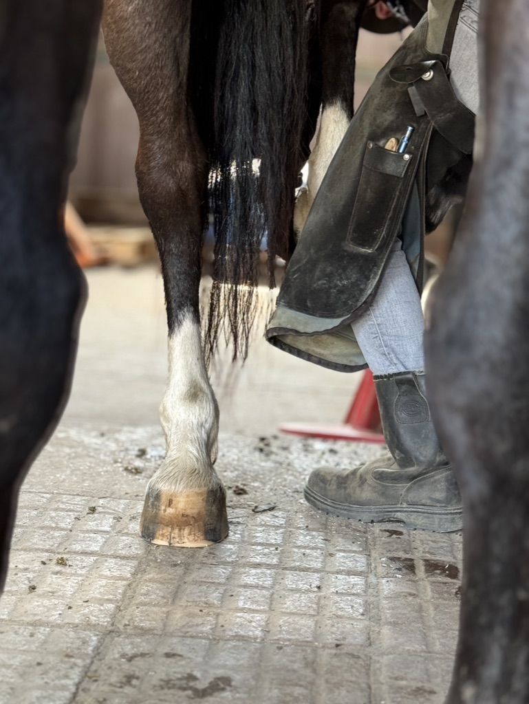 Positive Hufwentwicklung durch Pferdewippe bei Arenal