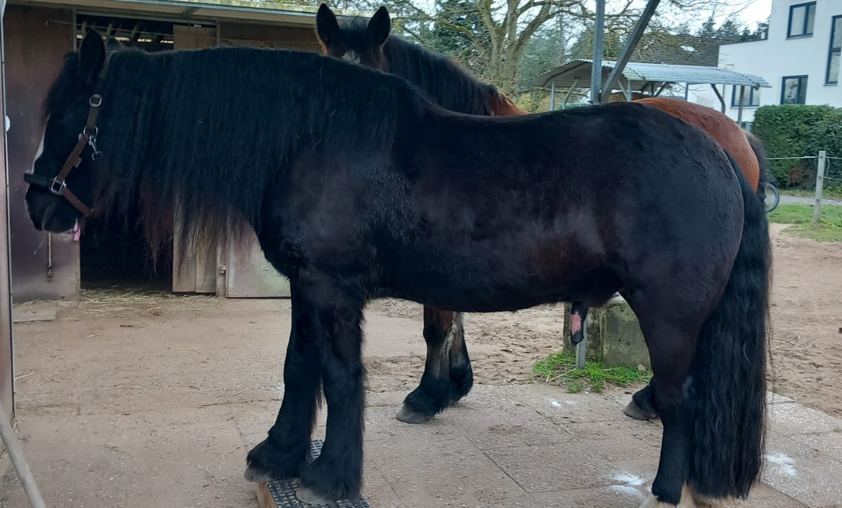 Irish Cob auf der Pferdewippe