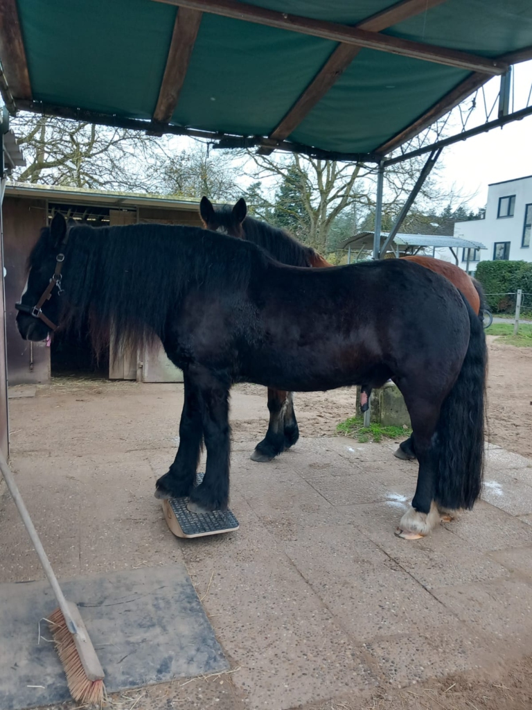 Irish Cob auf der Pferdewippe