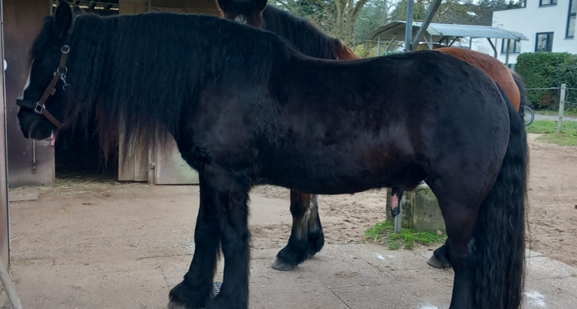 Irish Cob auf der Pferdewippe