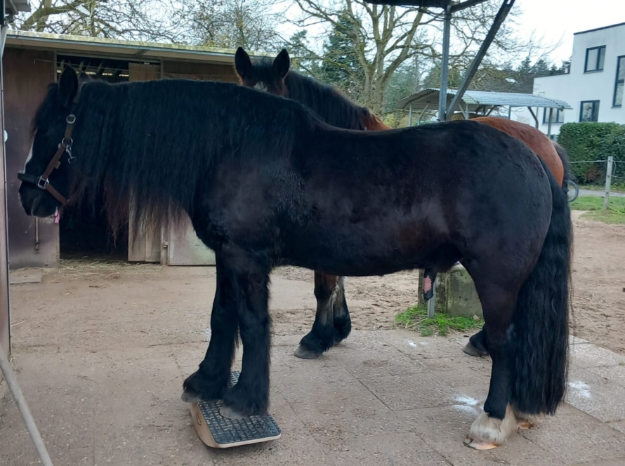 Irish Cob auf der Pferdewippe