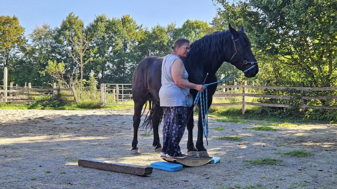 Erfolgsbericht Pferd auf der Pferdewippe
