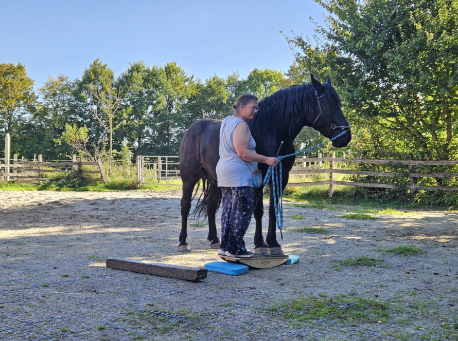 Erfolgsbericht Pferd auf der Pferdewippe