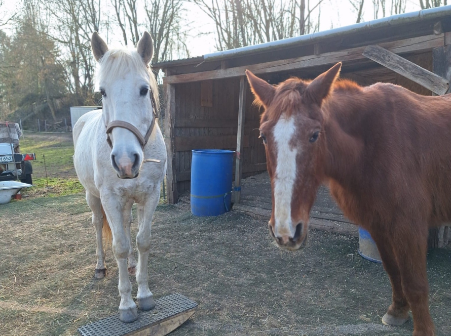 Pferdewippe Erfolgsbericht - auch für alte Pferde geeignet