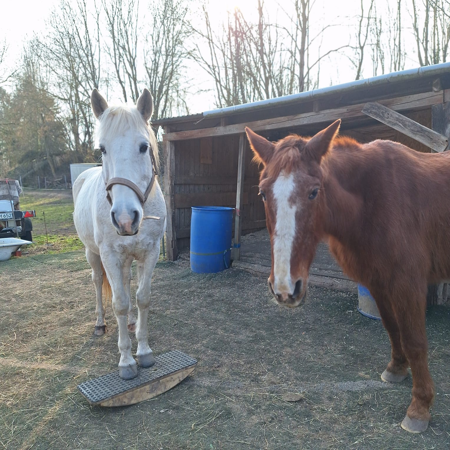 Pferdewippe Erfolgsbericht - auch für alte Pferde geeignet