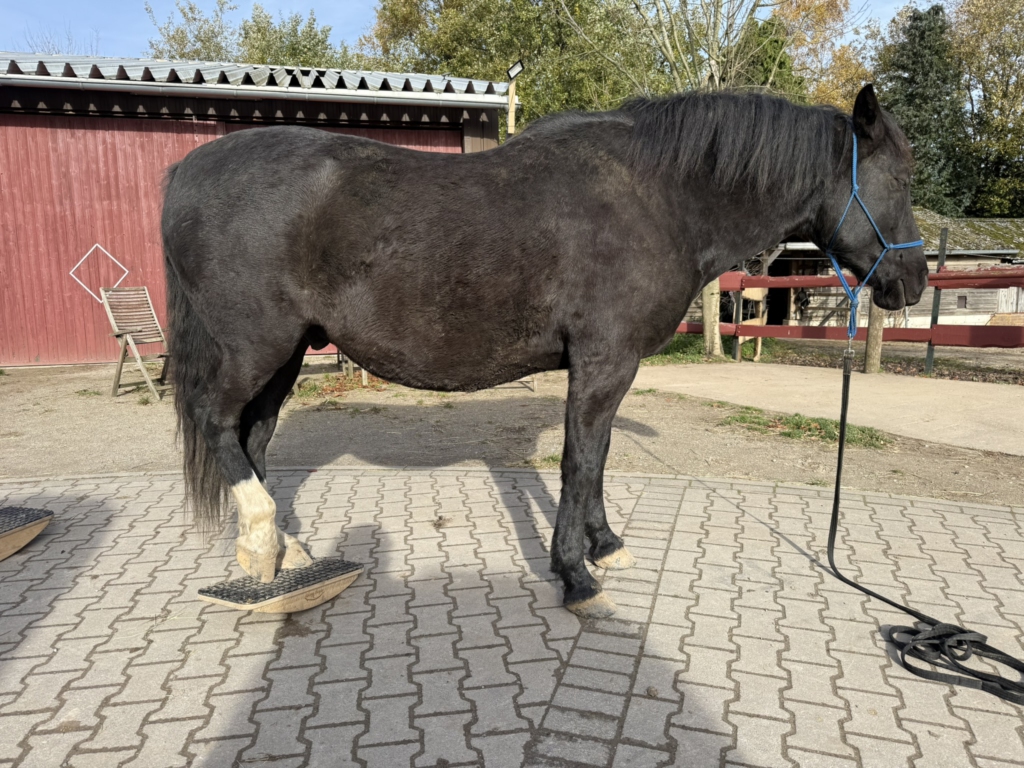 Training mit der Pferdewippe