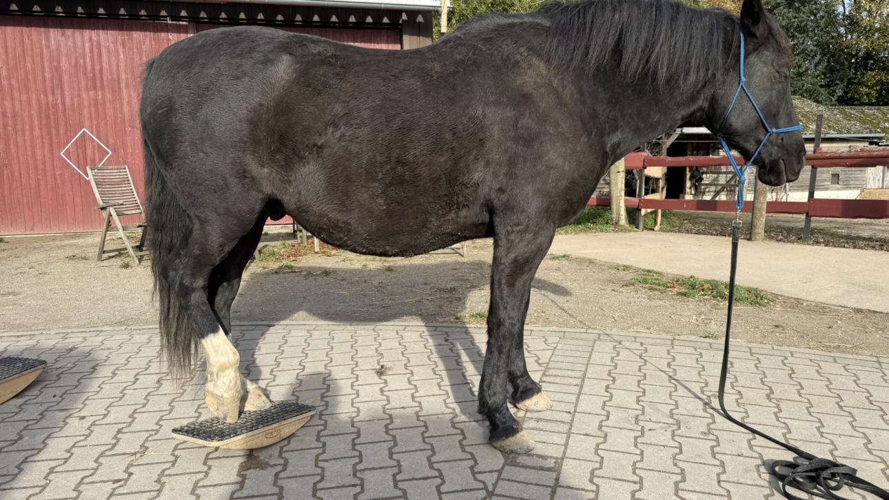 Training mit der Pferdewippe