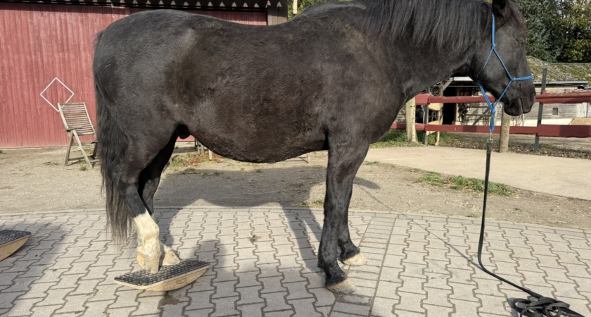 Training mit der Pferdewippe