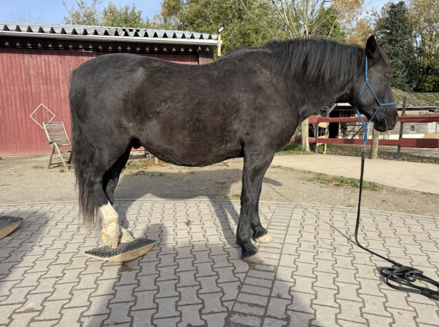 Training mit der Pferdewippe