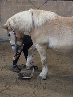 Lahmes Pferd auf Pferdewippe