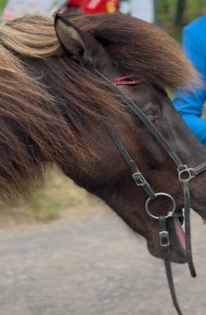 Islandpferd gähnt auf Pferdewiege