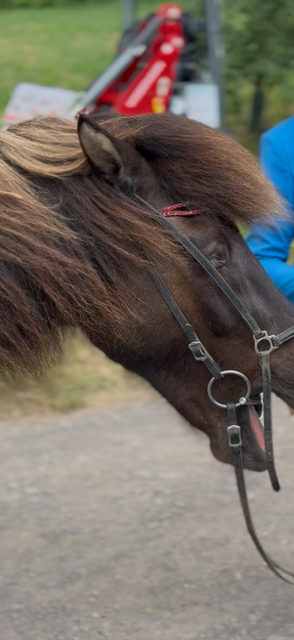 Islandpferd gähnt auf Pferdewiege
